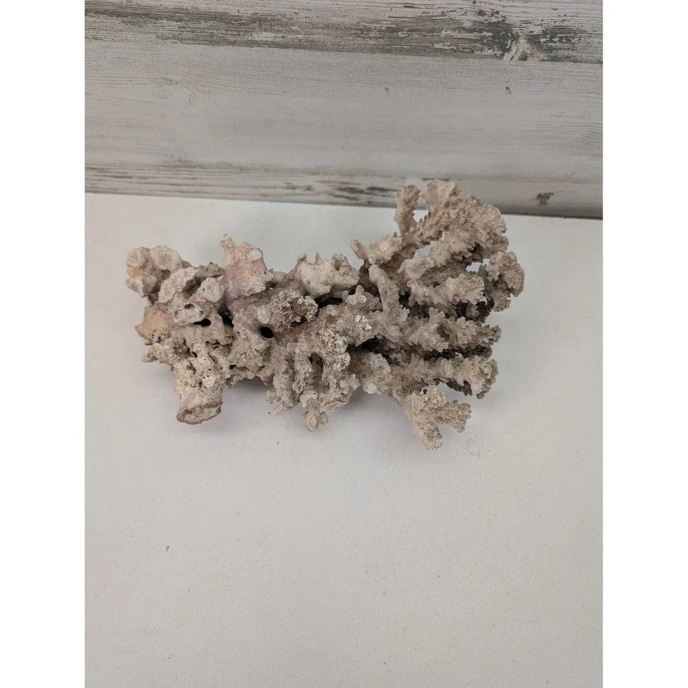 Natural White Coral Specimen Branching Reef Sea Decor Display Coastal Piece